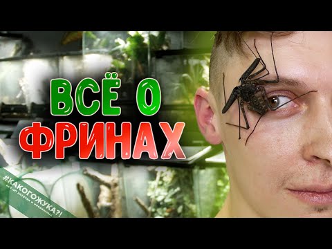 Видео: ФРИНЫ - монстры из Гарри Поттера или классные питомцы? Все тонкости содержания жгутоногих пауков.