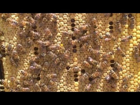 Видео: Шири гов ва зиёд кардани тухми занбур