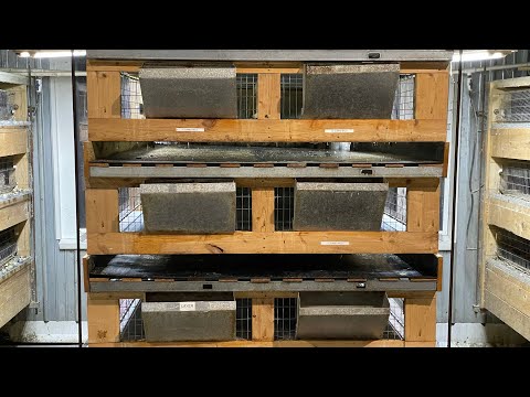 Видео: Обслуживание наших клеток здесь, на ферме Майшир. #перепела #выращиваниеперепелов #самостоятельны...