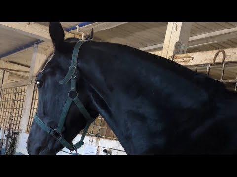 Видео: Тренировочные будни#horseriding#horse#кони #ипподром #тренинг