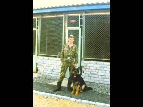 Видео: Собакам-пограничникам посвящается.