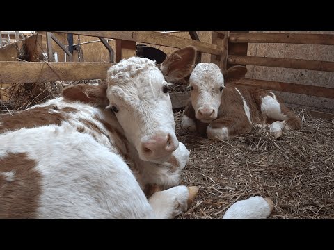 Видео: #143: Отел, еще отел!