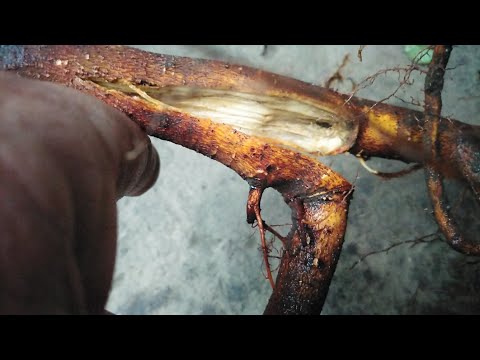 Видео: 26.10.25. Ремонт коріння саджанців.