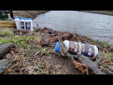 Видео: Лучшая приманка для раков , ловля и разведение раков в пруду на участке Жизнь У Пруда...