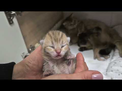 Видео: Добыча молока 😊