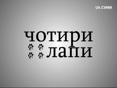 Видео: Чотири лапи. Кавказька вівчарка