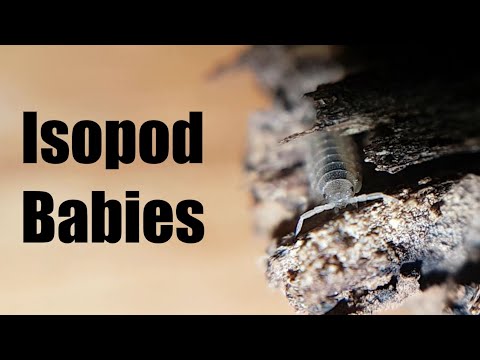 Видео: Малыши изопод! Интересное брачное поведение P. scaber и почему колонии изопод так прекрасны.
