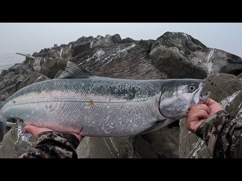 Видео: Сумасшедший укус лосося со скал (рыбалка с причала)