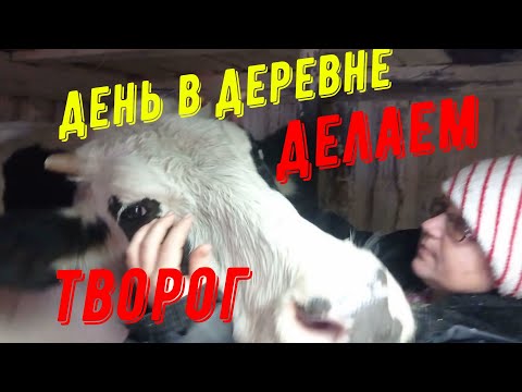 Видео: День в деревне.Коровы, молоко.Готовим  разный творог#буднивдеревне #домвдеревне #корова