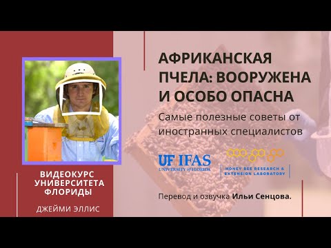 Видео: Африканская пчела: вооружена и особо опасна (Университет Флориды, 2007)