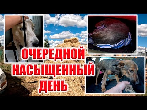 Видео: ЛЮСЯ, БРОШЕННАЯ КОШКА, НИКА, КОТЯТА, СОЛОМА И ПРИЮТ!!! ВСЕГО НЕ РАССКАЖЕШЬ - ЭТО НАДО СМОТРЕТЬ!!