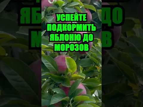 Видео: Осенняя подкормка яблони: секрет, который обеспечит вас яблоками в следующем сезоне