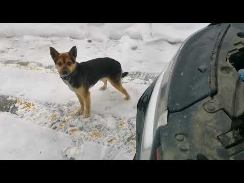 Видео: Geely Coolray не завелась в мороз - пробую jump-стартер... и, кстати, легко ли снять аккумулятор?
