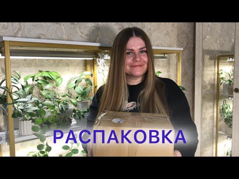 Видео: РАСПАКОВКА | Новые алоказии и хойи #комнатныерастения #алоказия #хойя #plants 