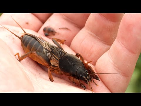 Видео: Как бороться с медведкой -   врагом садов и огородов