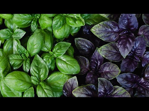 Видео: КАК САЖАТЬ БАЗИЛИК, ВСХОЖЕСТЬ 100% ОСОБЕННОСТИ И СРОКИ ПОСАДКИ!