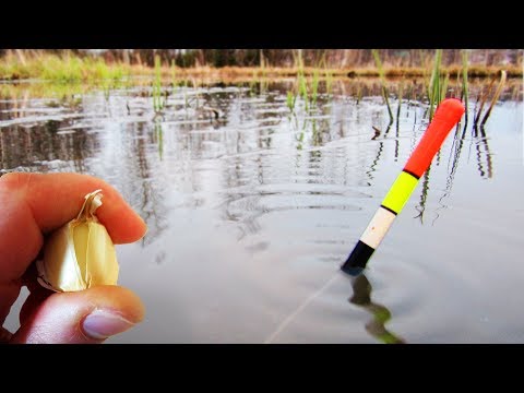 Видео: ЛОВЛЯ КАРАСЯ НА ЧЕСНОК! Утащило удочку! Рыбалка на пруду СИБИРИЯ