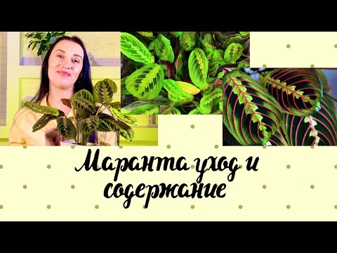 Видео: МАРАНТА УХОД  СОДЕРЖАНИЕ И РАЗМНОЖЕНИЕ В ДОМАШНИХ УСЛОВИЯХ/ПОЧЕМУ МАРАНТУ НАЗЫВАЮТ МОЛЯЩИЙСЯ ЦВЕТОК