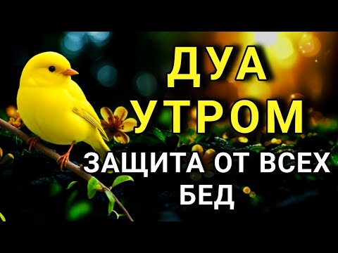 Видео:  ✨ СИЛЬНЕЙШЕЕ ДУА УТРОМ ОТ ВСЕХ БЕД 🔑💯🤲