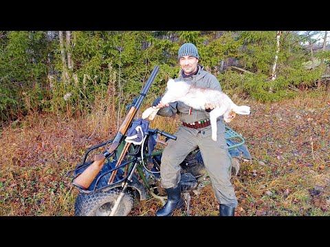 Видео: САМЫЙ ПРОСТОЙ СПОСОБ ДОБЫТЬ ЗАЙЦА / ОХОТА НА ЗАЙЦА-БЕЛЯКА В УЗЁРКУ С РУЖЬЁМ / ОСЕННЯЯ ОХОТА 2023.