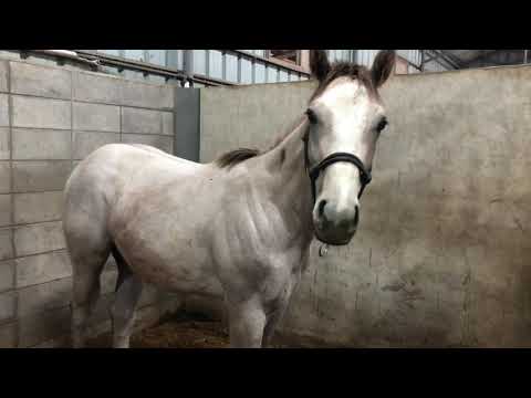 Видео: Адууны зүчээ солонгост морин уралдаан бэлтгэл /Horse breeders/