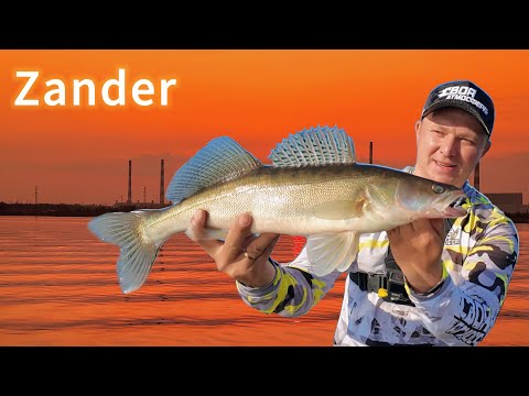 Видео: Поехал и ПОЙМАЛ!🔥Судак и РаЗдАчА окуня! Рыбалка на спининг с лодки🦈 с эхолотом Lowrance Elite FS🦈
