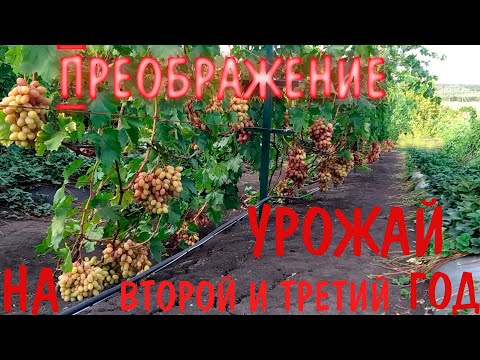 Видео: Преображение.  Урожай на второй и третий год.