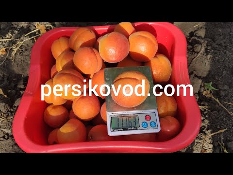 Видео: Абрикос Космос(КOSMOS).  persikovod.com