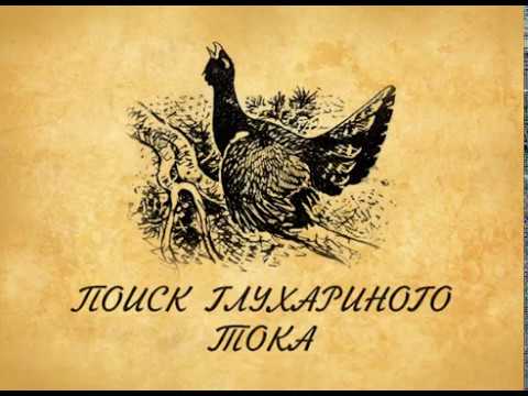 Видео: Поиск глухариного тока