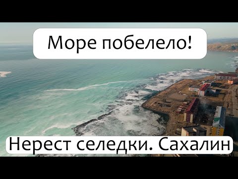 Видео: Такого моря я еще не видел! Нерест селедки на Сахалине  #Сахалин #Рыбалка #Селедка