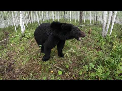 Видео: Первый приз получает медведица.