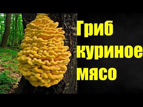 Видео: Гриб трутовик серно-желтый собираем и готовим.