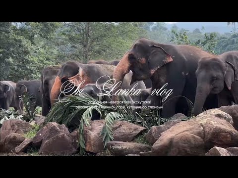 Видео: Sri Lanka 2 🇱🇰 / яркое путешествие по острову, купание со слонами