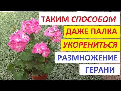 Видео: Как укоренить ГЕРАНЬ ЛУЧШИЙ СПОСОБ как черенковать пеларгонию и герань и размножить черенками