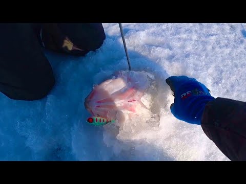 Видео: БЛ....!!! ВОТ ЭТО СУДАК ЭМОЦИИ ЧЕРЕЗ КРАЙ рыбалка на судака