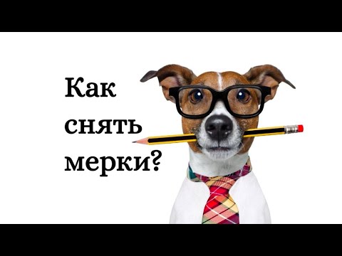 Видео: Как снять мерки с питомца