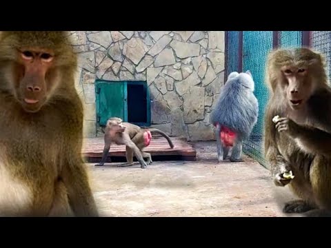 Видео: Люся динАмит Елисея, он ЗЛИТСЯ! Макак не ПОБИТЬ, Лиду не за что!  Кто толще, Лида или Феня?Гамадрилы