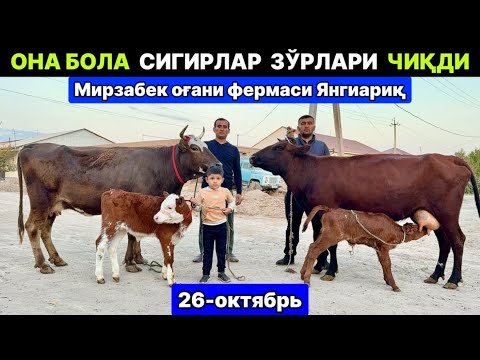 Видео: ОНА БОЛА СУТДОР СИГИРЛАР ЗЎРЛАРИ ЧИҚДИ Мирзабек янгиариқ 26-октября 2025 г.