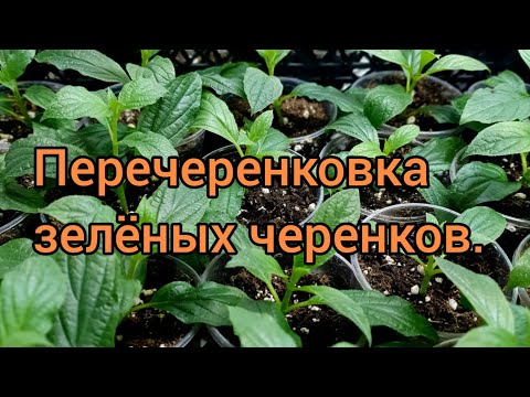 Видео: Перечеренковка зелёных черенков метельчатых гортензий!