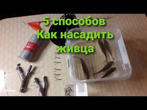 Видео: Как насадить живца. Основные виды насаживания живца на крючок.