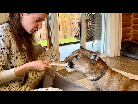 Видео: Месси не дал Маше съесть вредную конфету!  Откуда пума знает как правильно есть маршмелоу?