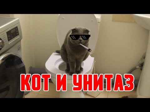 Видео: Как научить кота ходить на унитаз? быстро и эффективно