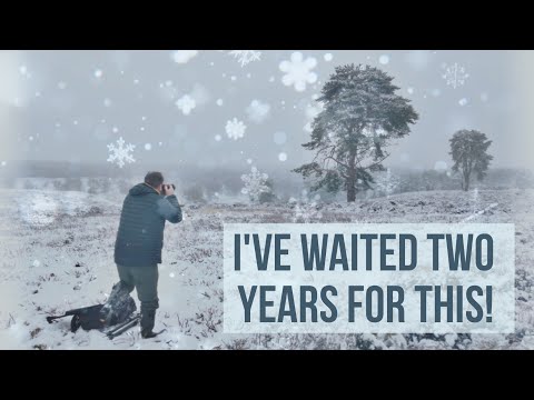 Видео: Фотографируем зимнюю сказку — Cannock Chase Woodland Photography