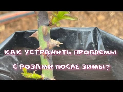 Видео: Как устранить проблемы с розами после зимы? Питомник растений Е. Иващенко