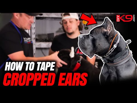 Видео: Лучший способ заклеить купированные уши (для всех пород)
