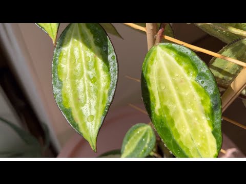 Видео: ОБЗОР ХОЙИ ✅ КАКИМИ СТАЛИ ХОЙИ СПУСТЯ ГОД 🧐