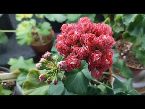 Видео: Принимаю заказы на черенки пеларгонии . Весна 2025.