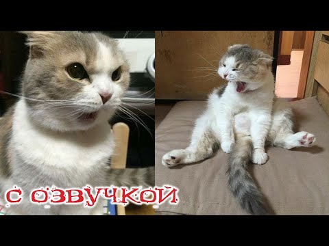 Видео: Приколы с котами! СМЕШНЫЕ КОТЫ! С ОЗВУЧКОЙ! Самые СМЕШНЫЕ животные!