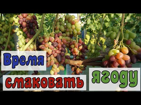 Видео: Виноград .Обзор теплицы на 10августа .Сезон 2025г.
