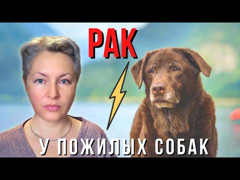 Видео: 🐕📝🐾 Рак у пожилых собак: симптомы, лечение